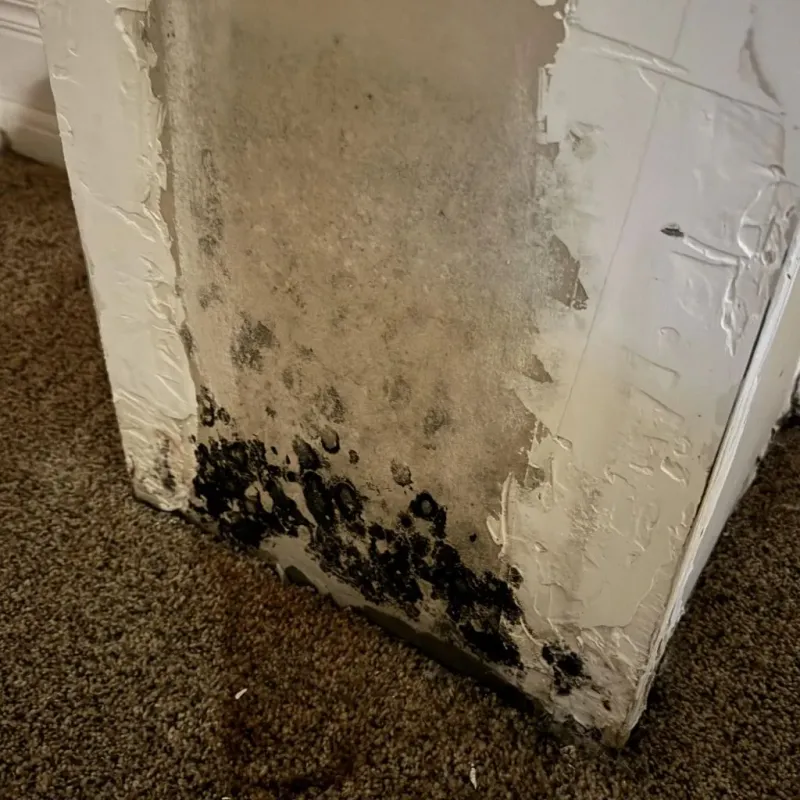 Professional Mold Removal in Panhandle, TX